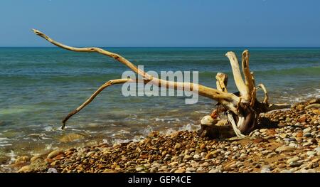 Large tree branch bleached white by the sun on the pebble beach at Eraclea Minoa in Agrigento, southern Sicily. Stock Photo
