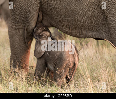 New Born Elephant Calf Suckling From Its Mother Stock Photo