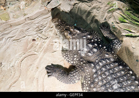 Zagreb Zoo, Nile Crocodile, Crocodylus niloticus, lizard Stock Photo