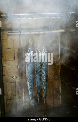 Three mackerel hanging in a fish smoker. Stock Photo