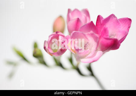 Friedrich freese hi-res stock photography and images - Alamy