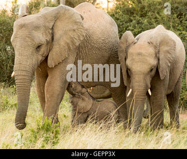 Elephant Calf (Loxodonta Africana) Suckling From Its Mother Stock Photo