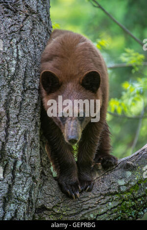 Black bear yearling, cinnamon phase, Urus americanus climbing tree North America Stock Photo