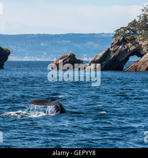 A humpback whale after taking a breath lifts it tail and dives near a rock shore. Stock Photo