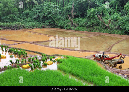 Terraced paddy field being prepared for planting rice saplings in Goa, India. Stock Photo