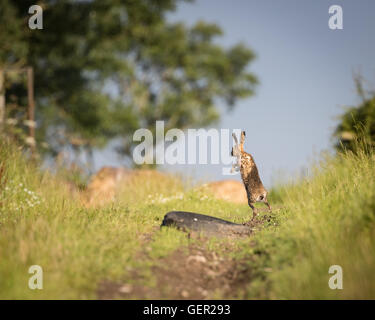 Brown Hare on path, in full leap, wet from bathing in puddle (Lepus europaeus) Stock Photo