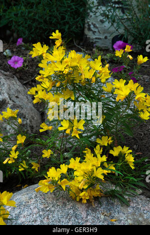 OENOTHERA , SUNDROPS, yellow, Stock Photo