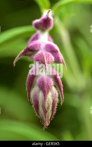 Salvia leucantha,   Mexican Bush Sage, Velvet Sage, Stock Photo