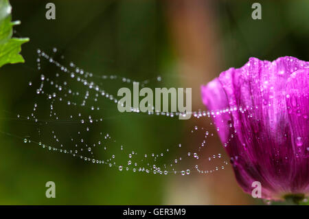 Spider Web with dew  on Poppy  Laurens grape, somniferum Stock Photo