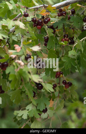 Red Currant on plant Stock Photo