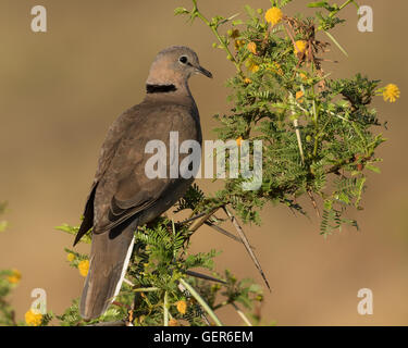 Cape Turtle Dove or Ring Necked Dove (Streptopelia capicola) Stock Photo