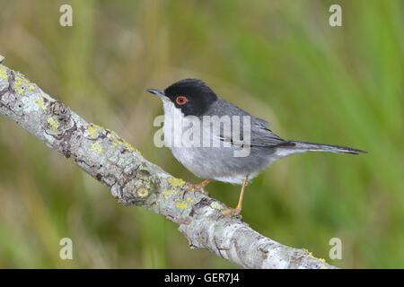 Sardinian Warbler - Sylvia melanocephala - male. Stock Photo