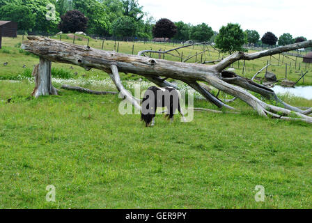 Brown Miniature Horse Grazing Out in a Pasture Stock Photo