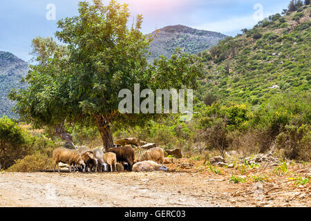 Herd of mountain sheep grazing under the tall green tree on a background of mountainous landscape. Resort village Bali, Crete Stock Photo