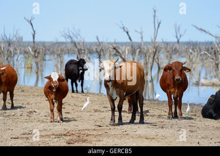 Domestic Cattle, cows at Lake Ngami, Botswana Stock Photo