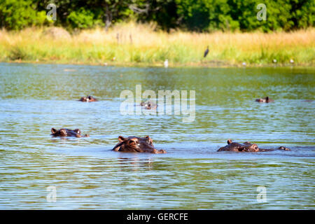Hippopotamus, Hippo Pool, Khwai river near Mababe Village, Botswana, (Hippopotamus amphibius) Stock Photo