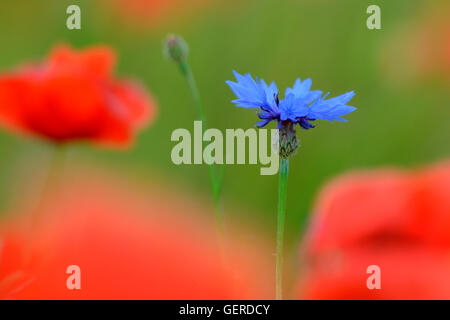 Bluehende Kornblume in Mohnfeld, Centaurea cyanus, Papaver rhoeas, Klatschmohnfeld Stock Photo