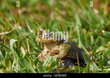 Natterjack Toad, Bufo calamita, Benalmadena, Malaga, Andalusia, Spain Stock Photo