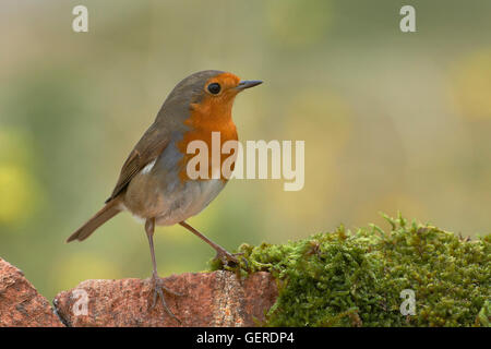 European robin (Erithacus rubecula), Benalmadena, Malaga, Andalusia, Spain Stock Photo