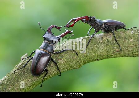 Hirschkaefer, Niedersachsen, Deutschland (Lucanus cervus) Stock Photo