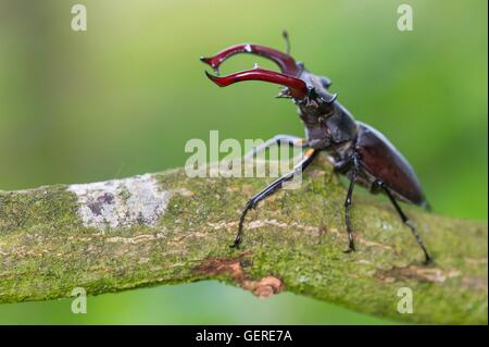 Hirschkaefer, Niedersachsen, Deutschland (Lucanus cervus) Stock Photo