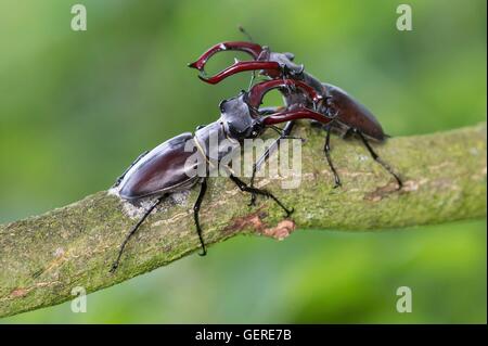 Hirschkaefer, Niedersachsen, Deutschland (Lucanus cervus) Stock Photo