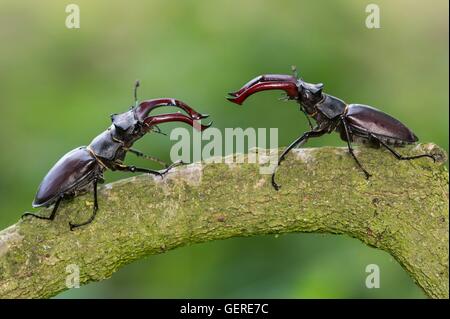 Hirschkaefer, Niedersachsen, Deutschland (Lucanus cervus) Stock Photo