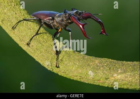 Hirschkaefer, Niedersachsen, Deutschland (Lucanus cervus) Stock Photo