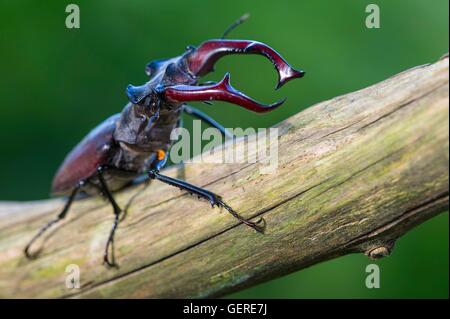 Hirschkaefer, Niedersachsen, Deutschland (Lucanus cervus) Stock Photo