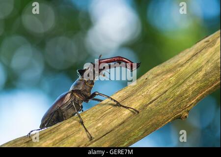 Hirschkaefer, Niedersachsen, Deutschland (Lucanus cervus) Stock Photo