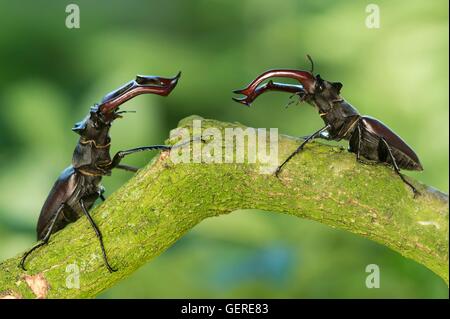 Hirschkaefer, Niedersachsen, Deutschland (Lucanus cervus) Stock Photo