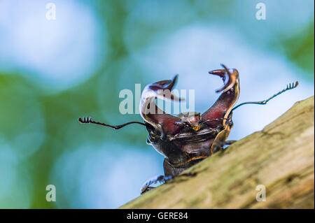 Hirschkaefer, Niedersachsen, Deutschland (Lucanus cervus) Stock Photo