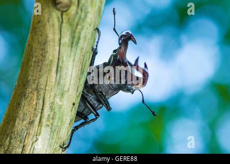 Hirschkaefer, Niedersachsen, Deutschland (Lucanus cervus) Stock Photo