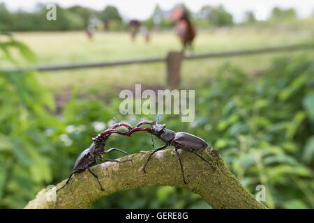 Hirschkaefer, Niedersachsen, Deutschland (Lucanus cervus) Stock Photo