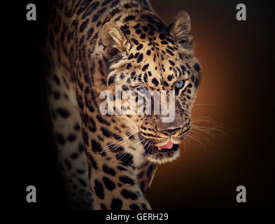 Portrait of Walking Leopard on dark background Stock Photo
