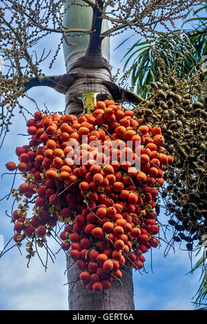 Queen Palm Tree Berries Closeup St. Kitts West Indies Stock Photo