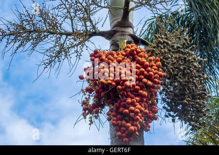 Queen Palm Tree Berries St. Kitts West Indies Stock Photo