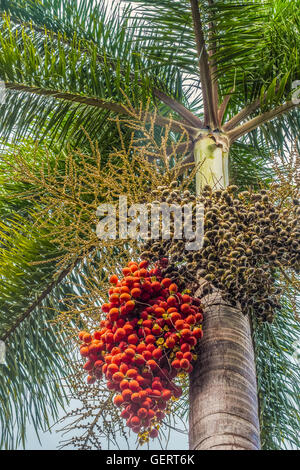 Queen Palm Tree Berries, St. Kitts, West Indies Stock Photo