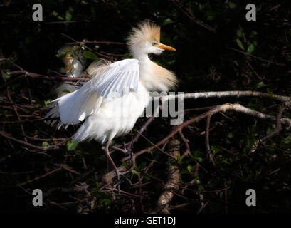 Cattle Egret,Bubulcus ibis, flies in to its nesting colony , its mate viewable in the background. Stock Photo