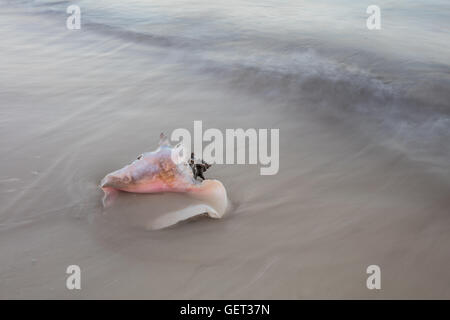 A Queen conch shell (Lobatus gigas) lies on a beach in the Caribbean Sea. This conch is used for food throughout the region. Stock Photo