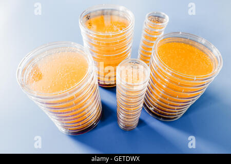 Petri dish with bacteria colonies Stock Photo