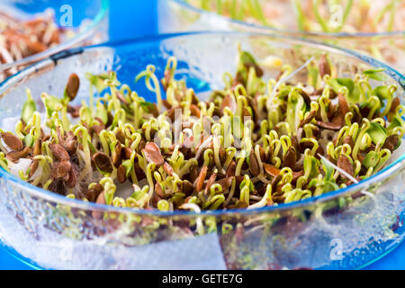 The sprouted seeds in the genetic laboratory Stock Photo