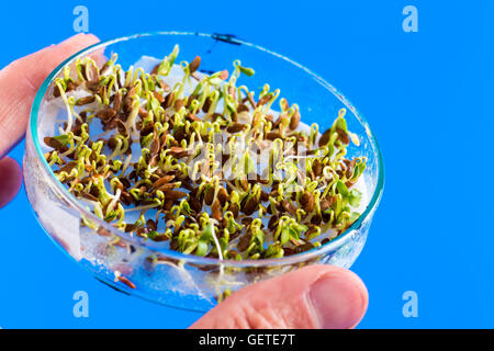 The sprouted seeds in the genetic laboratory Stock Photo