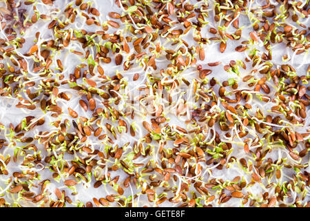 The sprouted seeds in the genetic laboratory Stock Photo