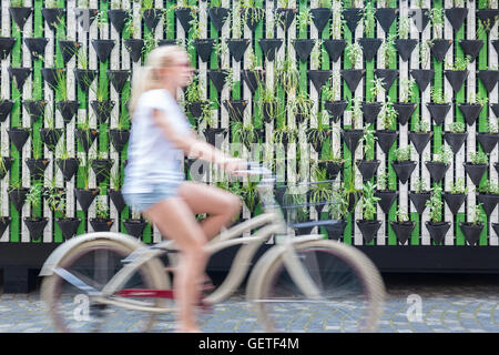Woman riding bycicle by green urban vertical garden wall. Stock Photo
