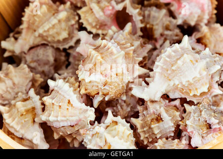 Sea snails in the harbour market. Horizontal image. Stock Photo