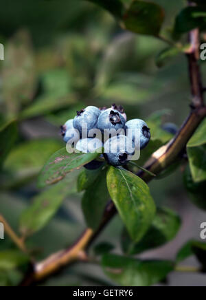 Blueberry bush. Stock Photo