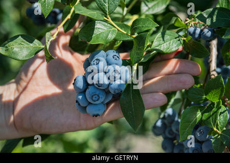 Blueberry bush. Stock Photo