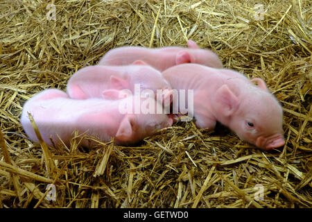 Four new born piglets together in straw Stock Photo