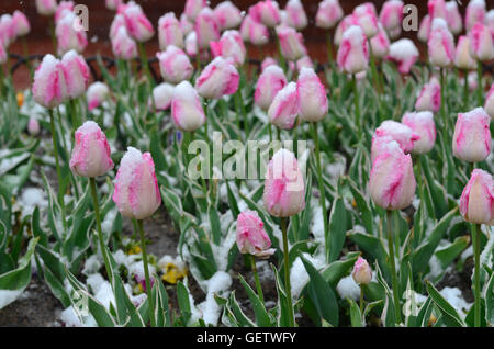 Tulips on Pearl Street Mall are a spring tradition in the Front Range Colorado city. Stock Photo